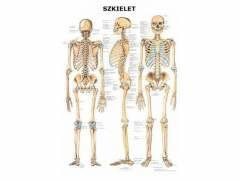 Tablica anatomiczna "Szkielet"